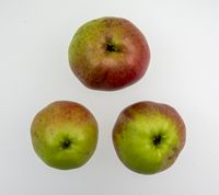 Borsdorfer æble